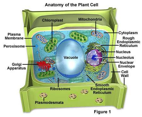 Life Cycle in Plant Cells Most plant life cycle processes occur at the plant cell