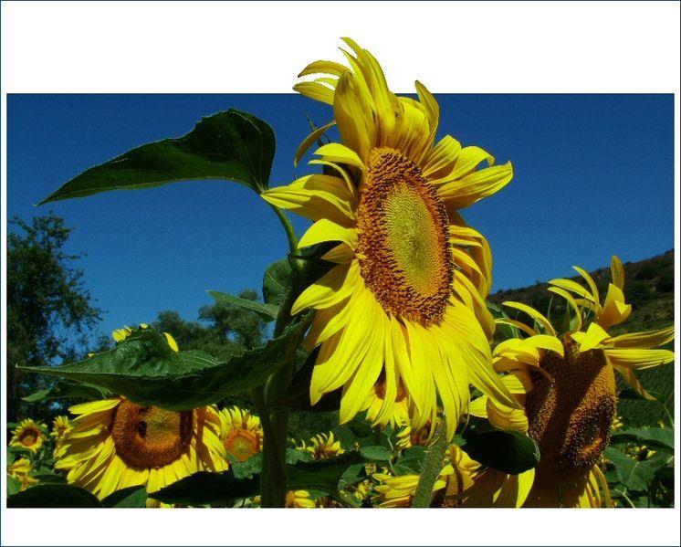 Plant Signaling Systems For example sunflowers with photo receptors send