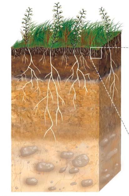 Soil Weathering the forces applied by rain, running water, and wind begins the process of building soil from solid rock.