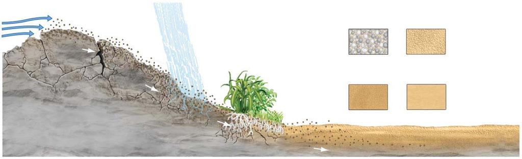 Soil Formation Begins with Erosion of Rock Wind Particles Freezing and thawing Water (rain) Organisms (plants, lichens, moss, fungi, animals, bacteria, archaea) Soil texture is categorized by