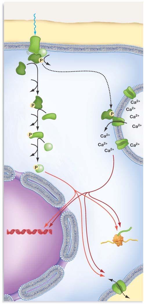 SIGNAL TRANSDUCTION 1. Signal Cell wall 2. Receptor protein changes in response to signal.