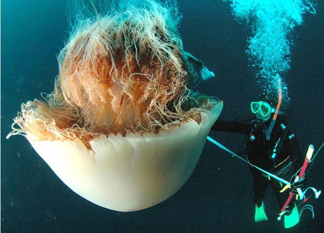 KINGDOM ANIMALIA : Giant Jellyfish No cell