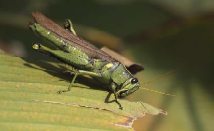 KINGDOM ANIMALIA : Grasshopper No