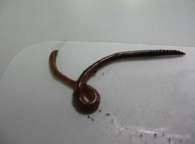 KINGDOM ANIMALIA : Earthworm (Segmented Worm)