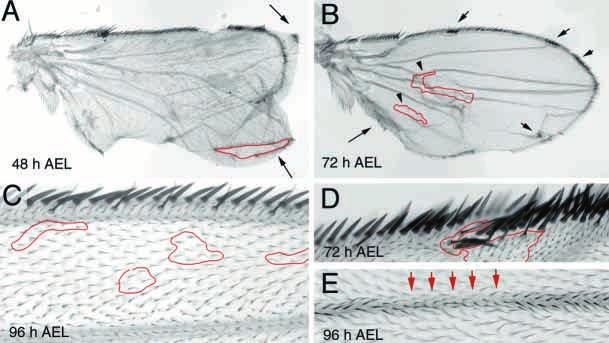 Temporal regulation of Apterous activity in Drosophila wing 3073 Fig. 2. Wing phenotypes caused by removing Apterous activity at different developmental stages.