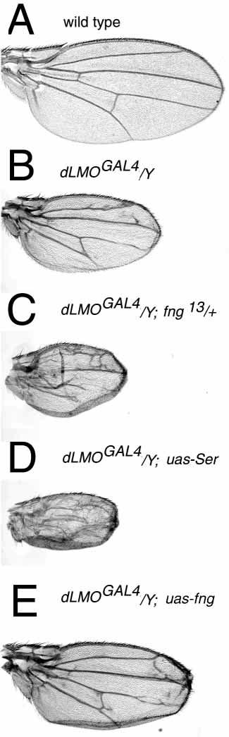 Temporal regulation of Apterous activity in Drosophila wing 3075 wing and abnormalities in vein formation (Fig. 7A,B; Milán et al., 1998; Milán and Cohen, 1999a).