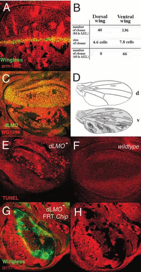 Temporal regulation of Apterous activity in Drosophila wing 3077 Fig. 9. dlmo is required for cell survival in the dorsal wing pouch.