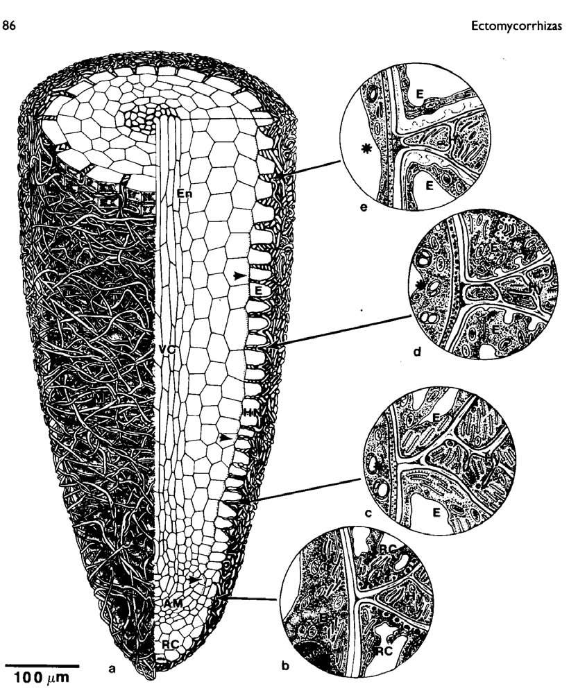 Ectomycorrhizal root in