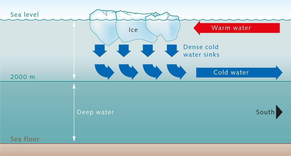 Water Masses The temperature of the bottom layer of ocean water is near freezing. This is true even in tropical regions.