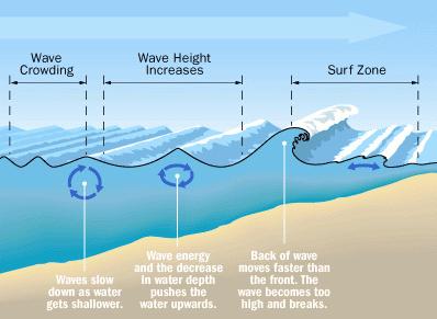 Breaking Waves: As waves approach the shore, the wave gets taller and the back of the wave moves