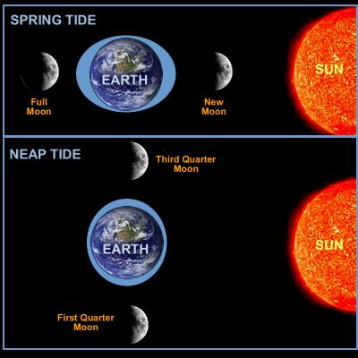 Spring and Neap Tides: Spring Tide: When the Sun, the Moon, and Earth are all aligned, high tides are