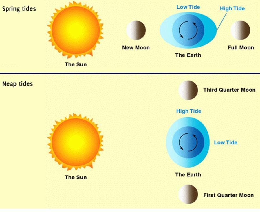 Spring Tide: Neap Tide: When the Sun, the Moon, and Earth form a right angle during a first or third-quarter moon,
