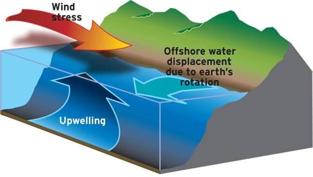 Upwelling: In addition to moving horizontally, ocean water moved vertically.