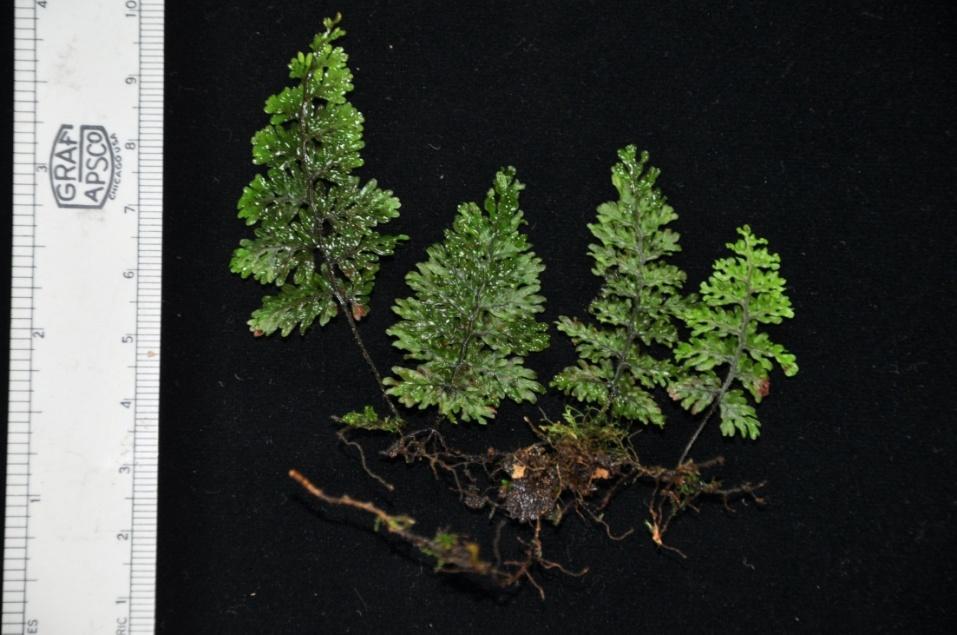 Figure 10 : Hymenophyllum exsertum Figure 11: The flat entire lamina and hairy rachis of H.