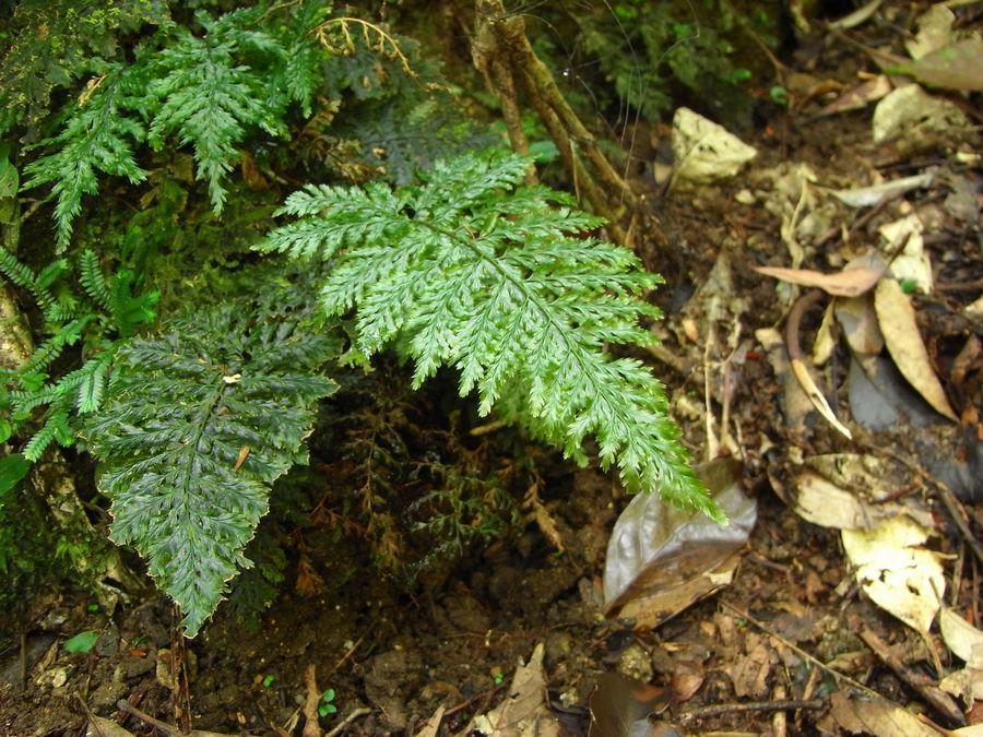 2.5.3 Cephalomanes 2.5.3.1 Cephalomanes obscurum Cephalomanes obscurum is a terrestrial fern, which is erect to 20cm tall.