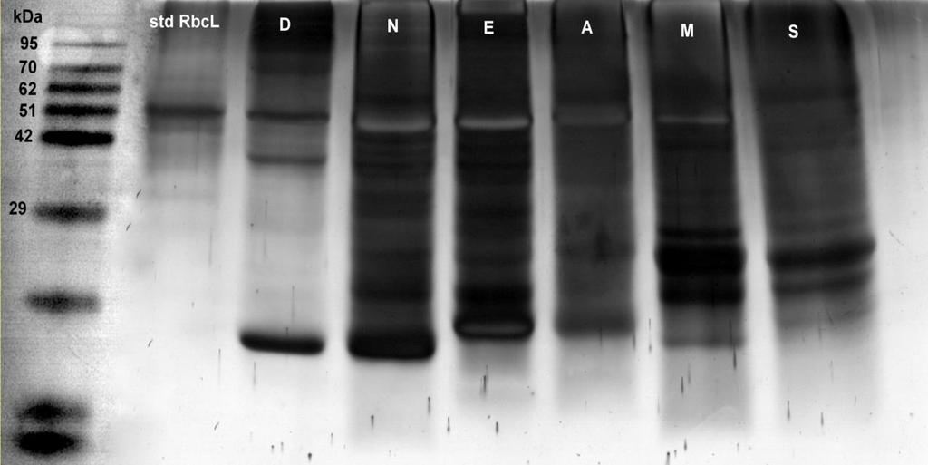 Figure 38. SDS gel electrophoresis of soluble protein from the leaves of two sun ferns and four species of Hymenophyllaceae.