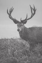 19. Biology The approximate antler length L (in inches) of a deer buck can be modeled by L = 9 t + 15 where t is the age in years of the buck.