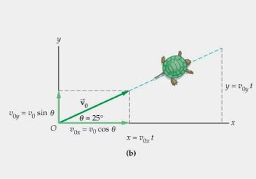 Constant Velocity If velocity is constant, motion is along a straight line: A turtle walks from the origin