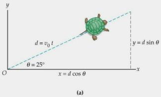 In a time t, the turtle moves through a straight line distance of d = v 0 t, with horizontal displacement