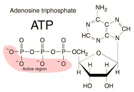 Cells use adenosine triphosphate (ATP) as a kind of energy currency ATP can release