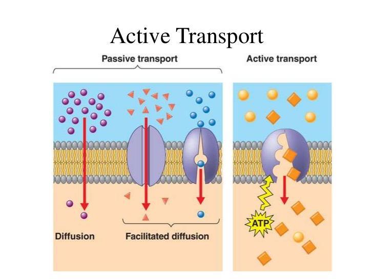 An active cell requires the production of millions of molecules of ATP per second