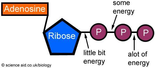 bonded to ribose (sugar), which is