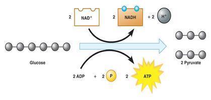 Glycolysis, ATP is formed by substrate level phosphorylation where there is