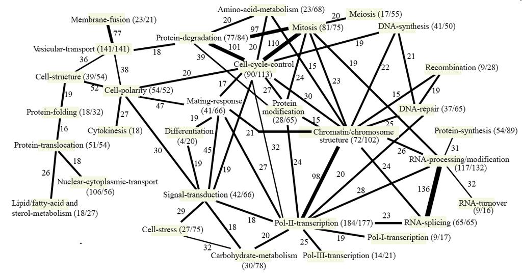 Yeast interactome is clustered Figure 7. Interactions between functional groups.