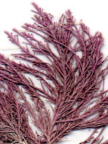 Coralline red algae Maerls and Rhodoliths Corallina Articulated forms Lithophyllum dentatum