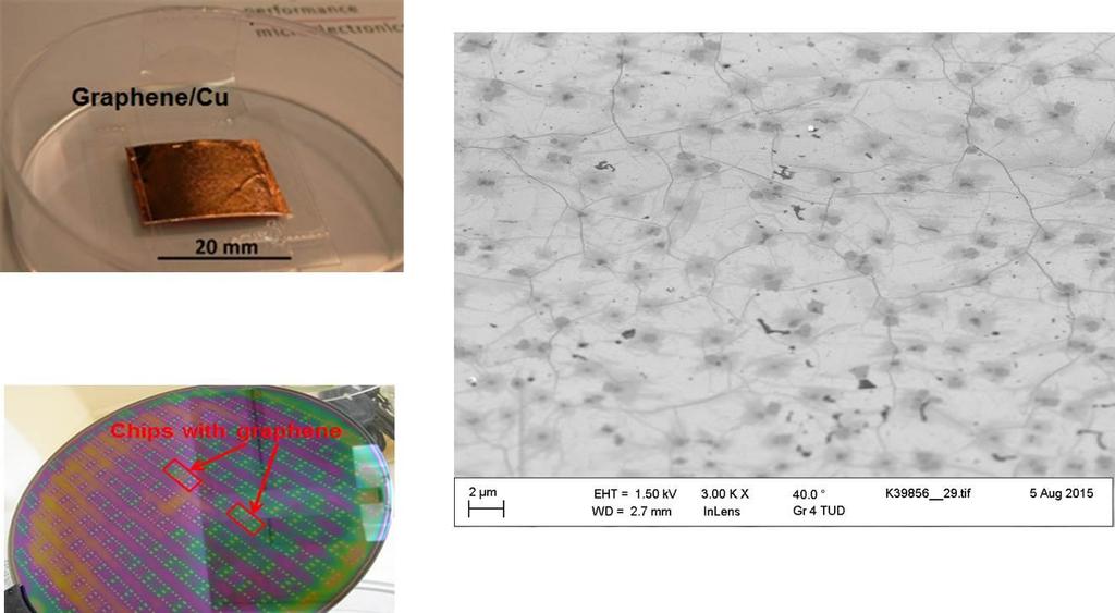 Transferred Graphene on 200 mm Silicon wafers SEM investigation of transferred CVD graphene on SiO 2 /Si