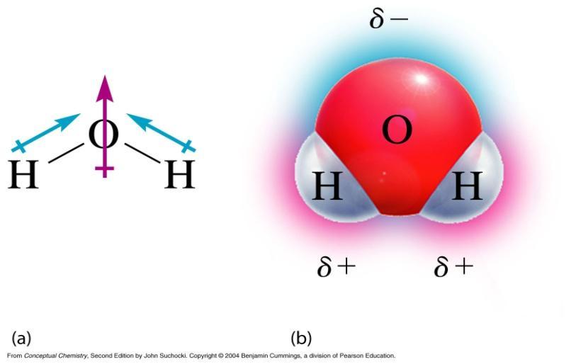 H 2 O: The most important polar molecule In BF 3 the three bonds