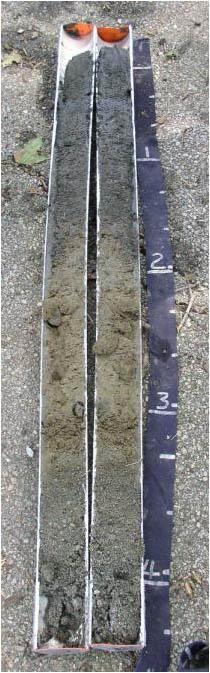 Anguilla Series Marine sediments over sandy/gravelly outwash Ase --0 to 10 cm; black (N 2.