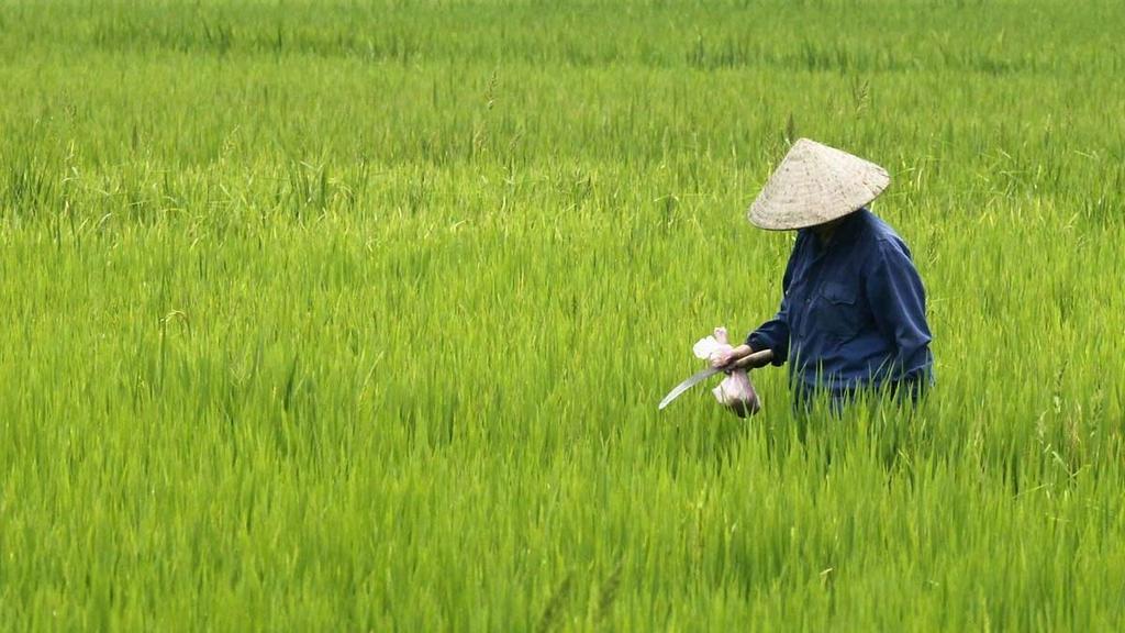 Monitoring Rice Yields