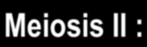 Meiosis II : Separates sister chromatids