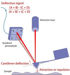 deflection [(A+B)-(C+D)] can be correlated with a height. Because the cantilever obeys Hooke s Law for small displacements, the interactions force between the tip and the sample can be determined.