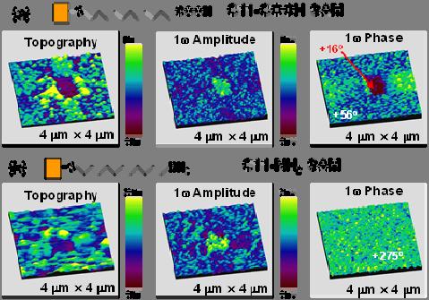 34 Figure 3.2: LEEFM images of gold surfaces covered with self-assembled monolayers (SAMs) of (a) Au- SC 11 H 22 COOH and (b) Au-SC 11 H 22 NH 2.