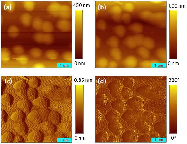 39 Figure 3.5: Images of Polystyrene (PS) domes deposited on silicon wafer after a few seconds of exposure to oxygen plasma. (a) Topography from contact mode AFM.