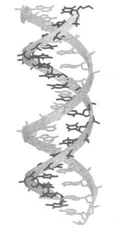 Orbital Orientation of DNA at a Surface * * All N2p * orbitals are parallel to the axis of the double-helix.