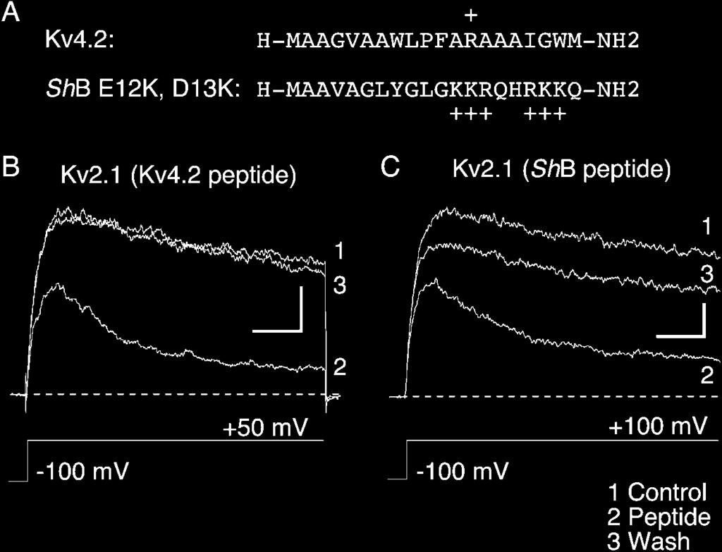 Kv4 inactivation 215 fraction of Kv2.1(4.2NT) channels recovered from inactivation within 40 ms (Fig. 5 C).