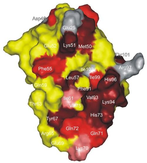Inhibitors - MR Binding Studies Mdm2 protein MR and Biacore binding studies (T Holak, Biochemistry, 21) X522 binds reversibly to the Mdm2 p53 utlin