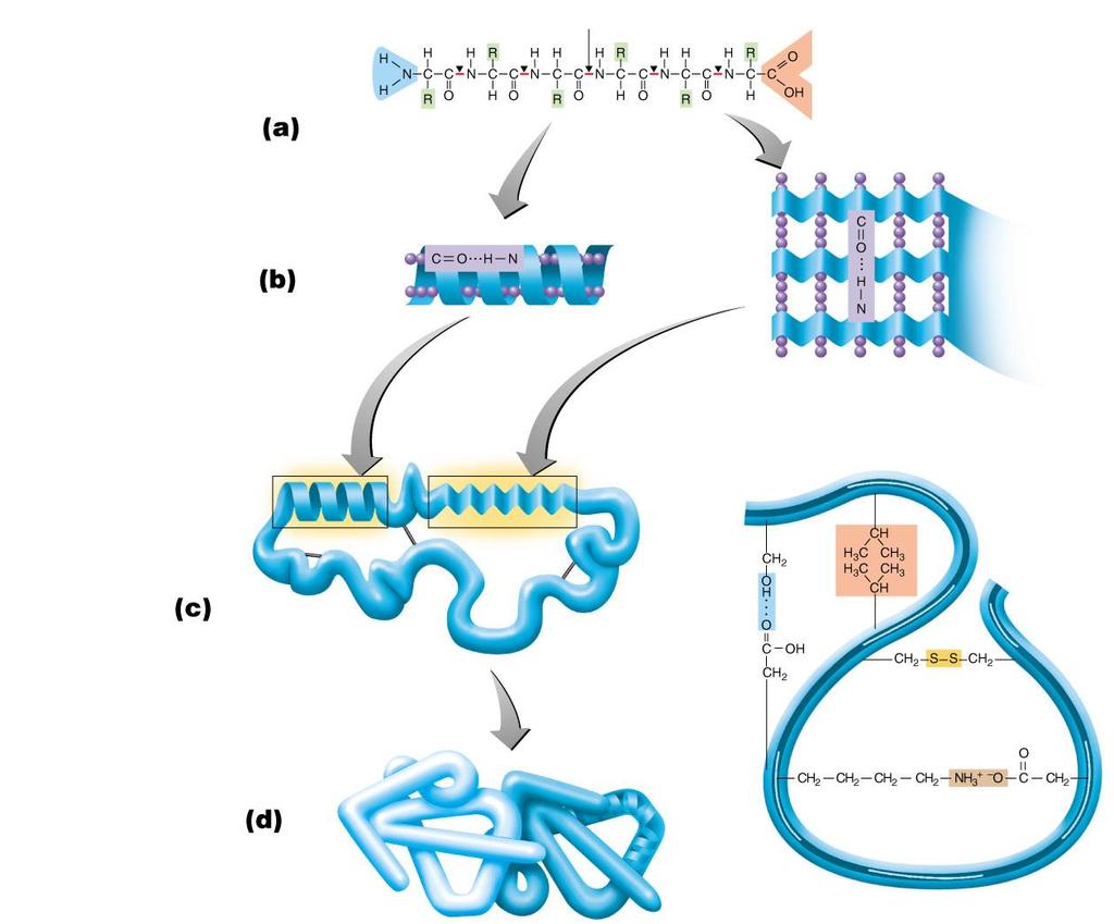 Figure 2.15 Protein structure.