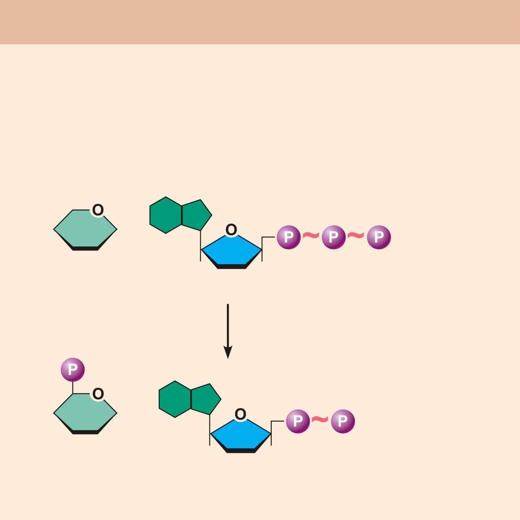 Figure 2.11c Patterns of chemical reactions. (c) Exchange reactions Bonds are both made and broken (also called displacement reactions).