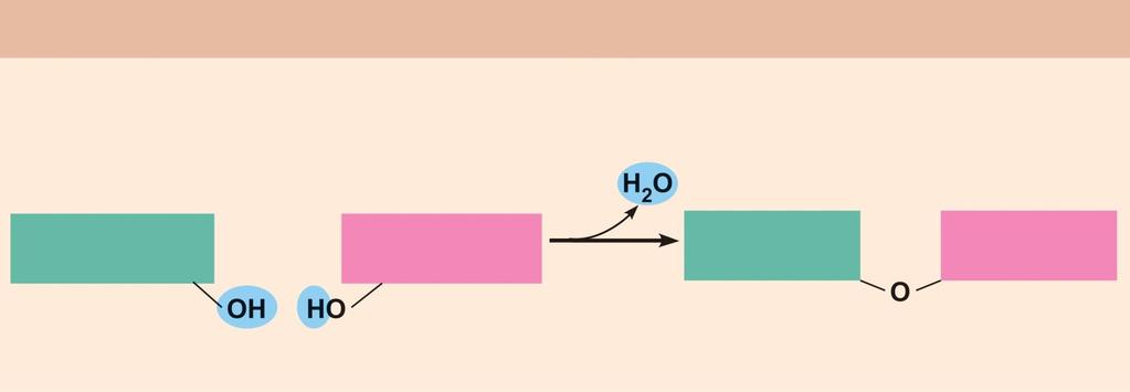 Figure 2.14a Biological molecules are formed from their monomers or units by dehydration synthesis and broken down to the monomers by hydrolysis reactions.