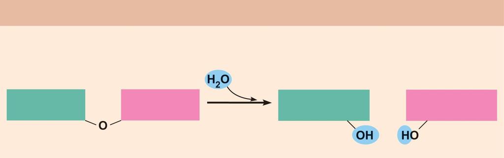 Figure 2.14b Biological molecules are formed from their monomers or units by dehydration synthesis and broken down to the monomers by hydrolysis reactions.