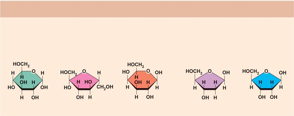 Figure 2.15a Carbohydrate molecules important to the body.