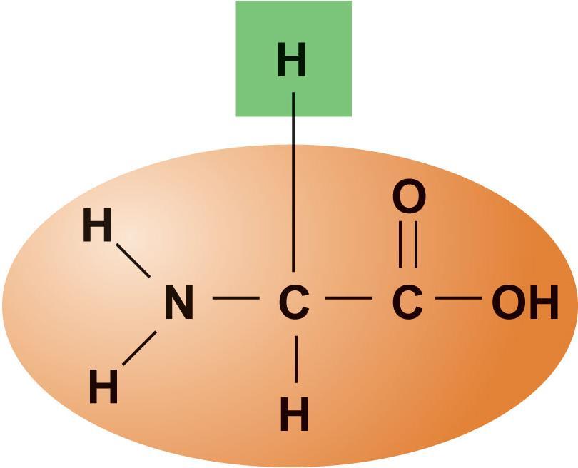 Figure 2.17b Amino acid structures.