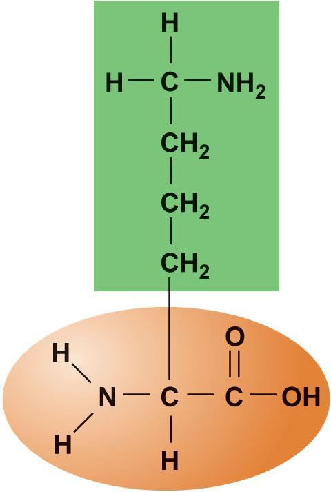 Figure 2.17d Amino acid structures.