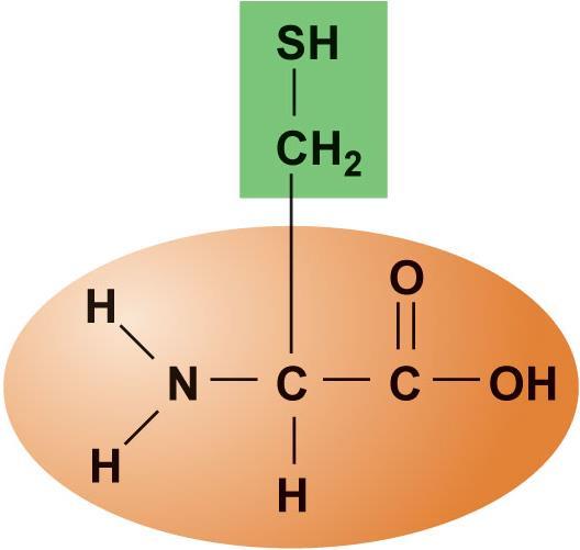 Figure 2.17e Amino acid structures.