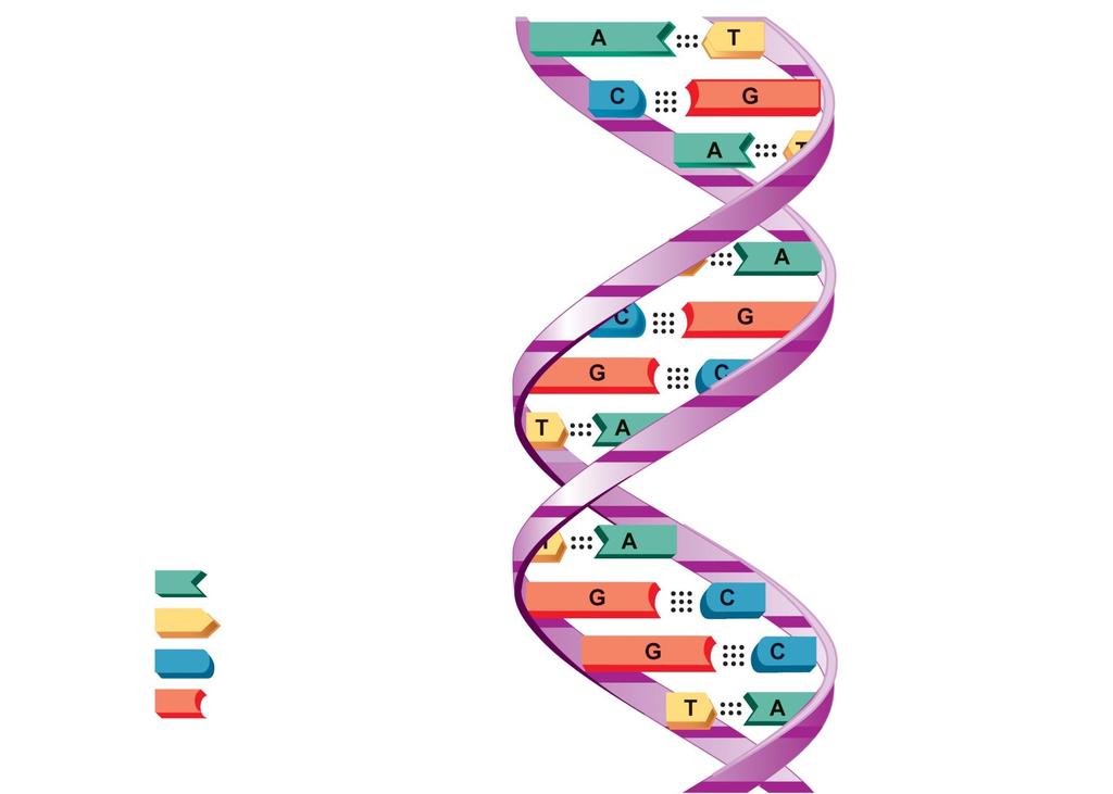 Figure 2.22b Structure of DNA.