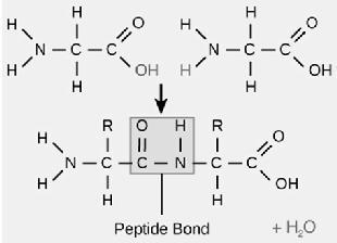 bonds A peptide bond is a chemical bond formed between two molecules when the carboxyl group of one molecule reacts